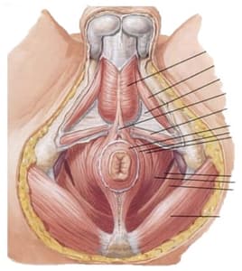 musculatura del suelo pélvico masculino tratada en fisioterapia especializada