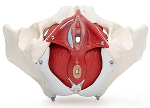 musculatura del suelo pélvico femenino y su función en la continencia y estabilidad pélvica